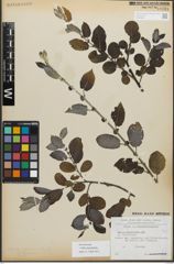 Foto von Salix myrsinifolia Salisb.